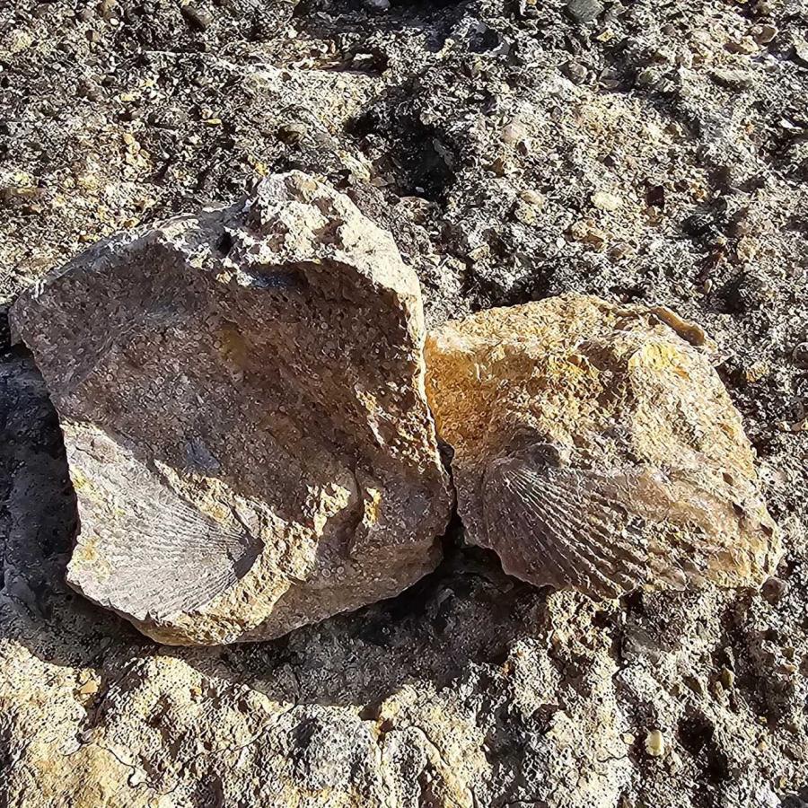 Fossil - versteinert